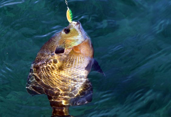 fish